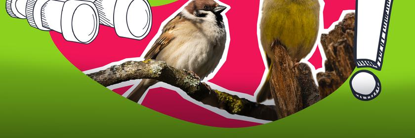 Zwei Vögel und ein Fernglas 