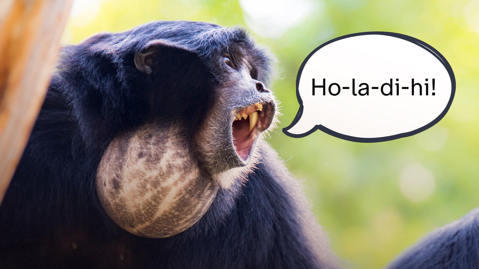 Brüllaffe schaut nach links mit offenem Mund, daneben grafische Sprechblase mit Schrift "Ho-la-di-hi!"