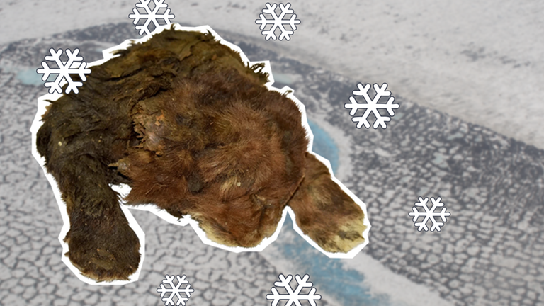 Thumb Säbelzahnkatze