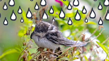 Fotomontage: Eine Schwalbe sitzt unter vielen gezeichneten Regentropfen