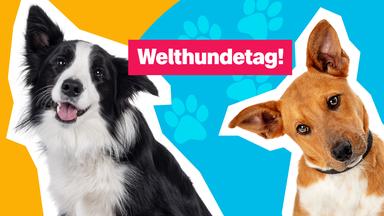 Auf dem Bild sind zwei Hunde zu sehen. In der Mitte steht "Welthundetag!".