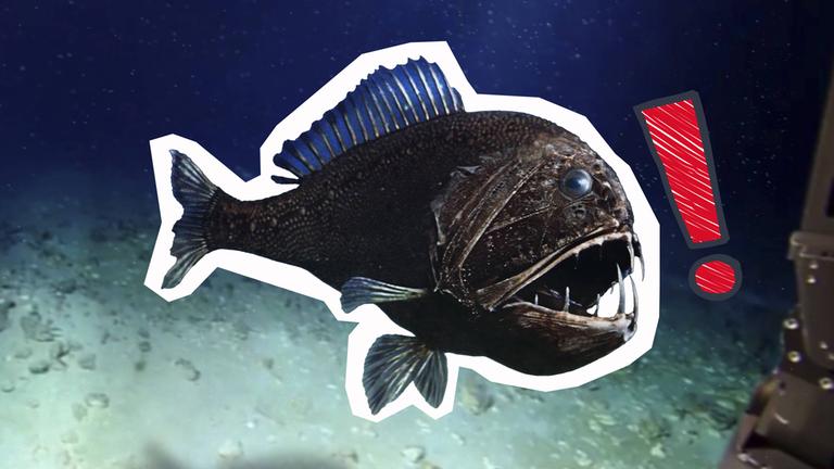 Tiefsee Fisch