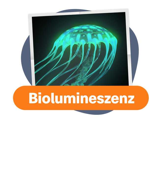 Leuchtende Tiere in der Tiefsee