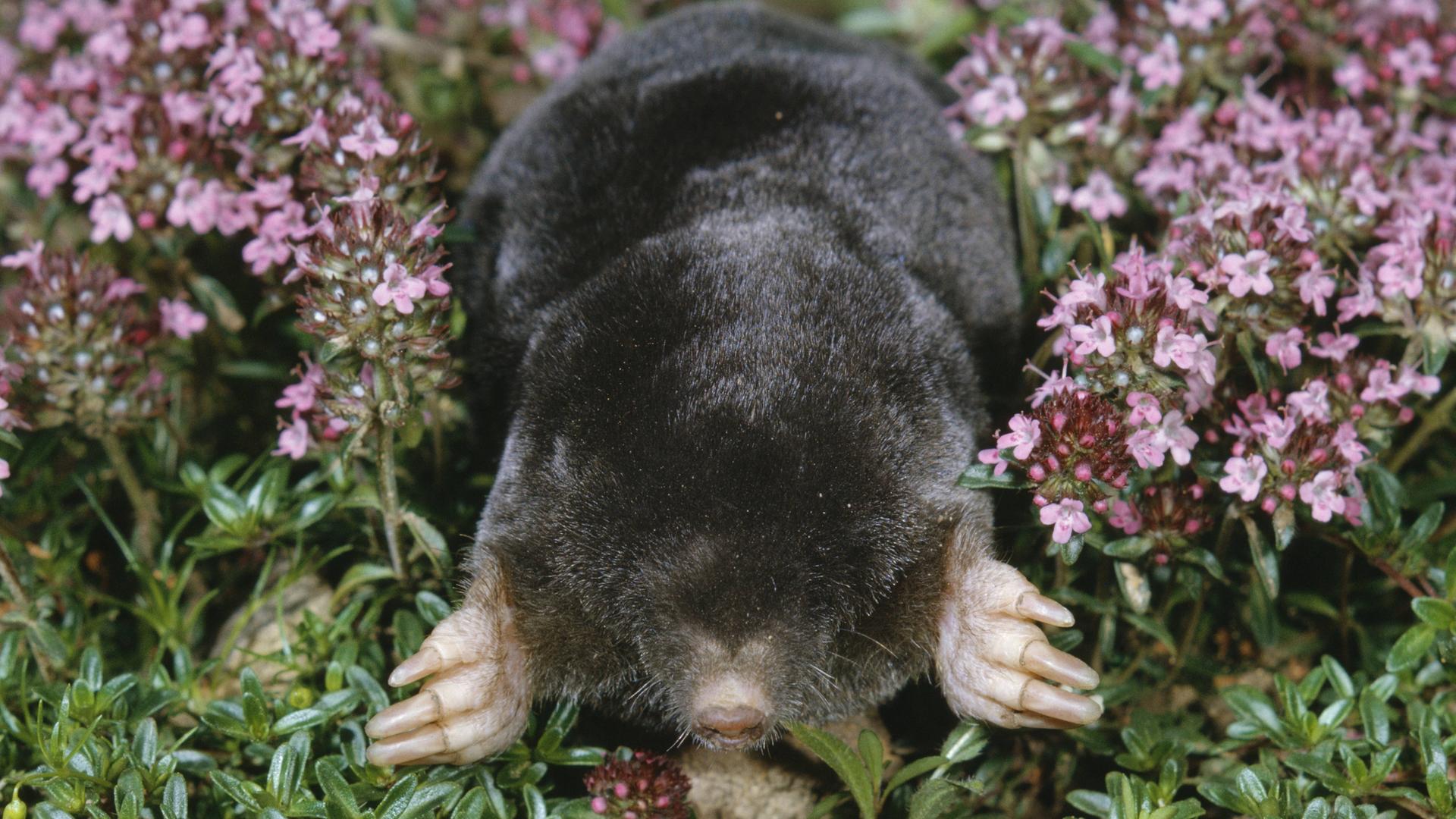 Ein Maulwurf zwischen Blumen