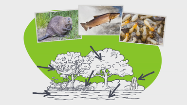 Drei Fotos von einem Biber, Lachs und Termiten über einem gezeichneten Wald mit Fluss im Vordergrund