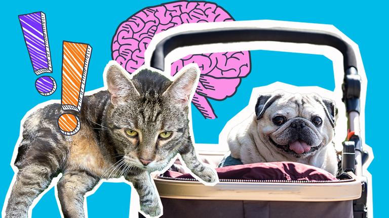 Alter Kater und alter Hund mit Gehirn und Ausrufezeichen