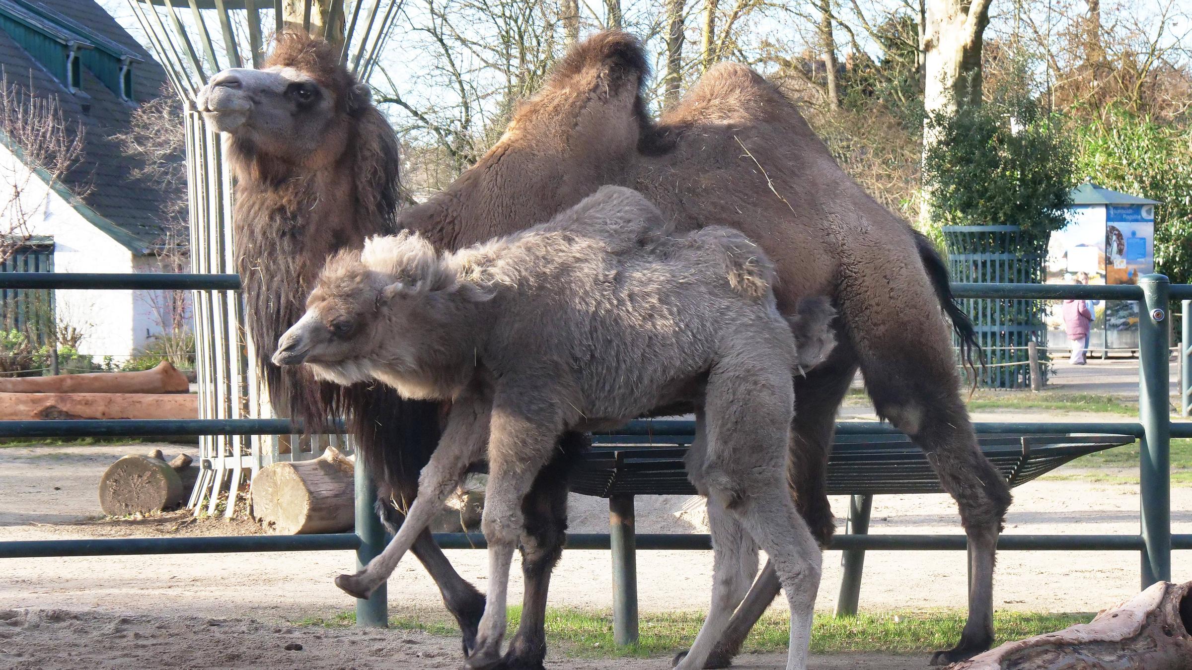 junges Trampeltier mit Mutter im Zoo Krefeld