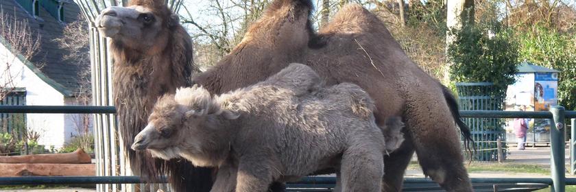 junges Trampeltier mit Mutter im Zoo Krefeld