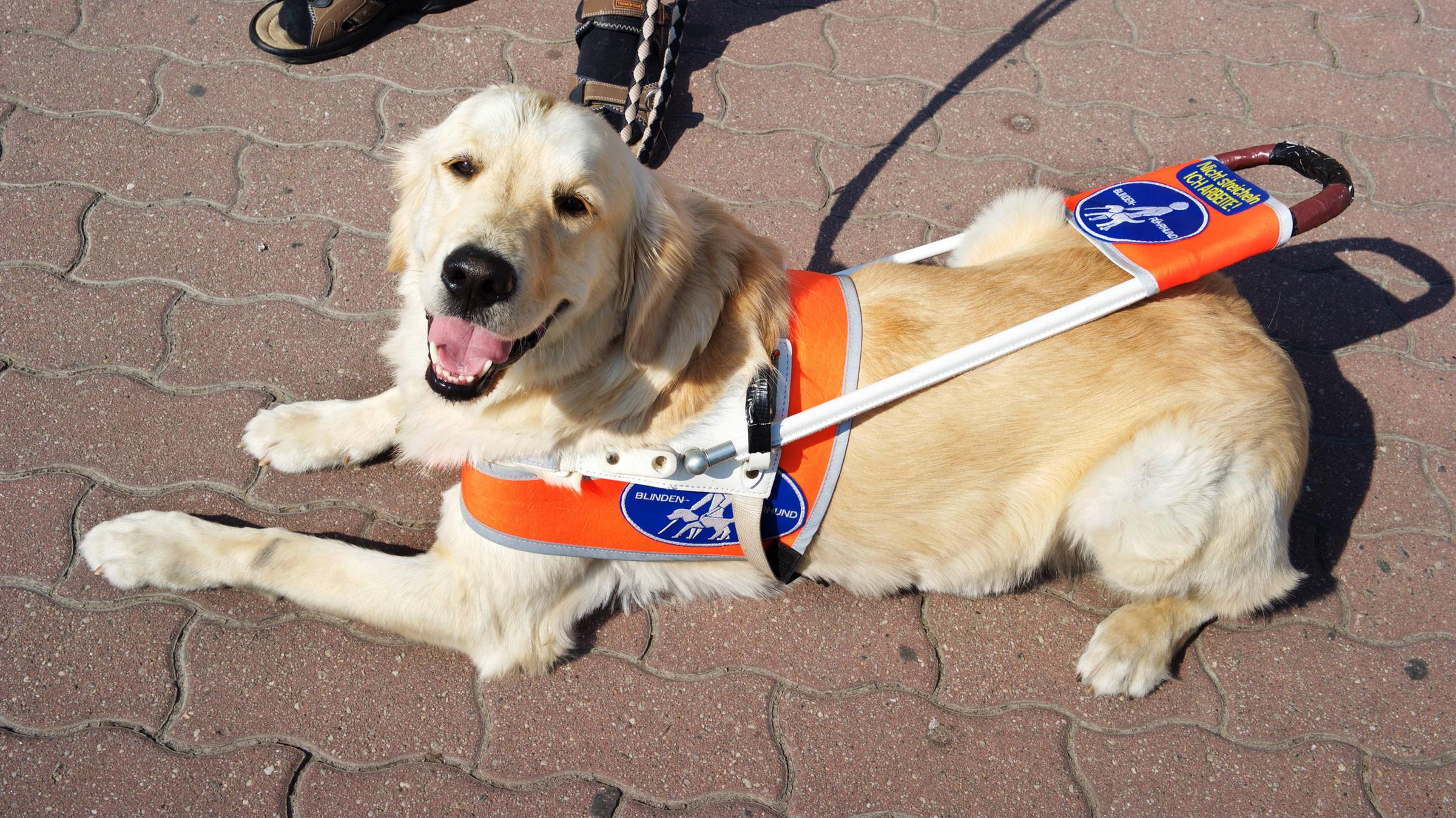 Blindenhund liegt auf dem Boden und schaut in die Kamera