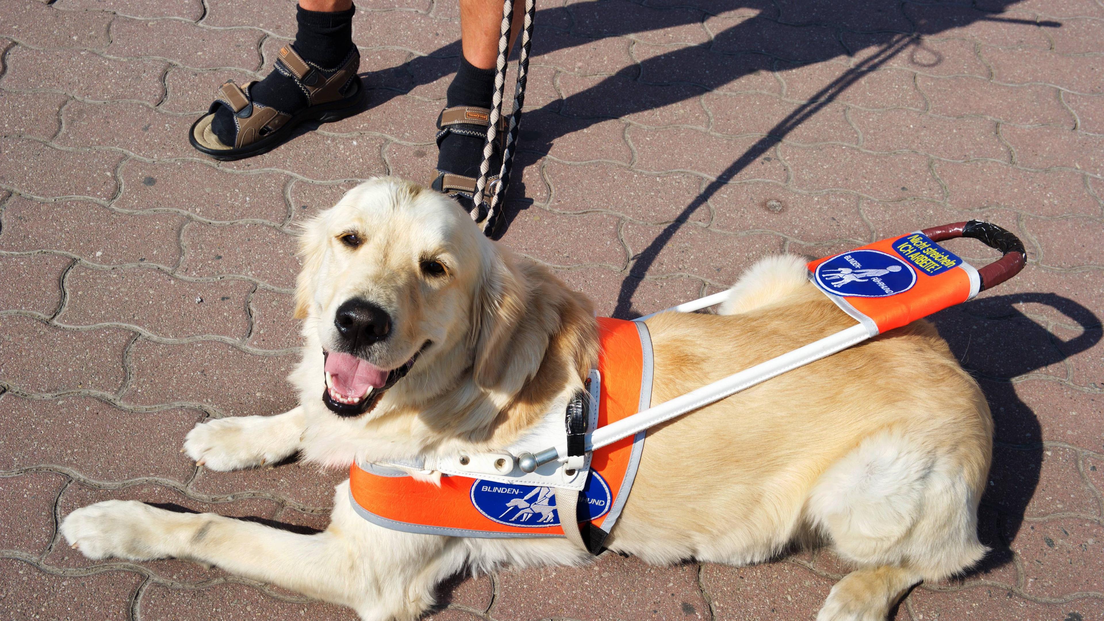 Blindenhund liegt auf dem Boden und schaut in die Kamera