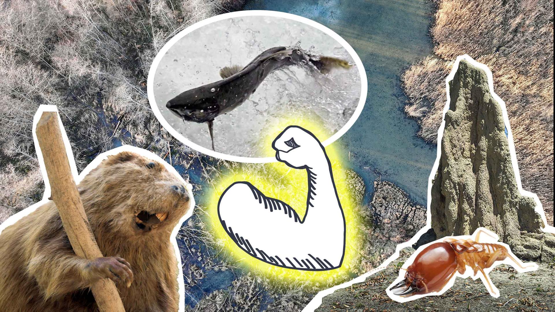 Ein Biber, eine Termite und ein Lachs mit einem Biber-Staudamm, einemM Termitenhügel und einem grafischen starken Arm.