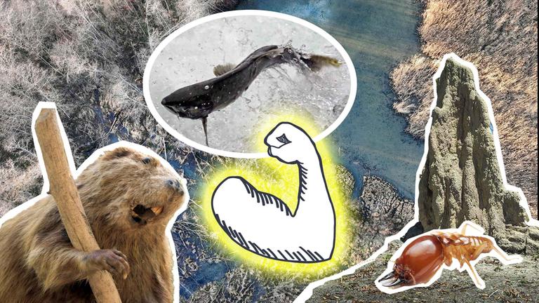 Ein Biber, eine Termite und ein Lachs mit einem Biber-Staudamm, einemM Termitenhügel und einem grafischen starken Arm.