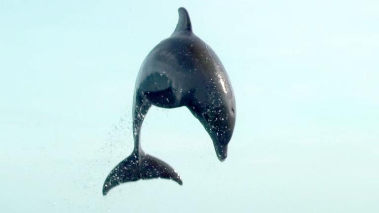 Ein Delfin springt aus dem Wasser empor.