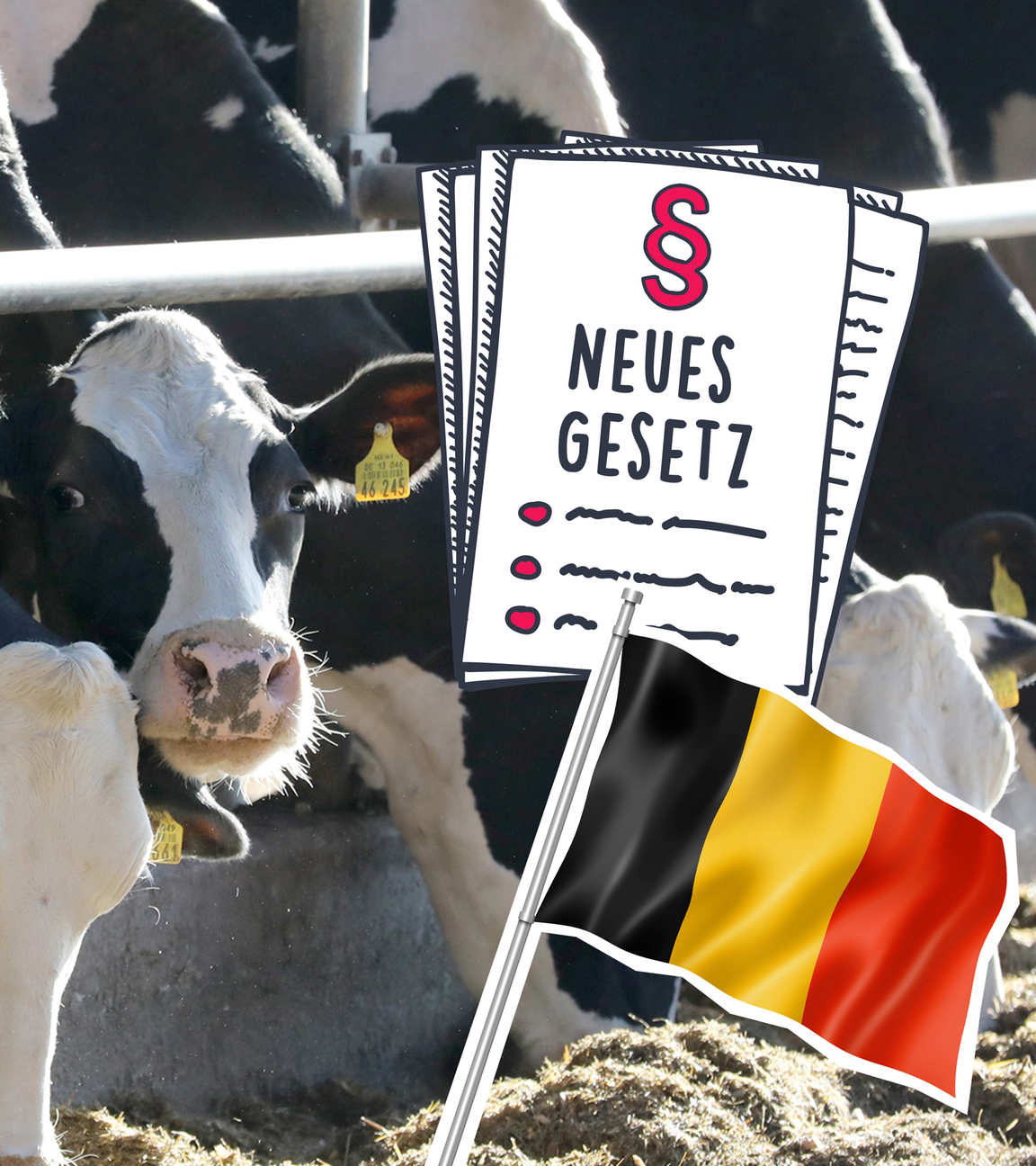 Milchkühe, Belgische Flagge und Gesetzbuch