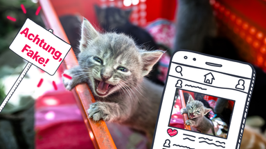 Gerettes Katzenbaby, Grafik von Handy mit Katzenbaby auf Social Media und einem Schild mit "Achtung, Fake!".