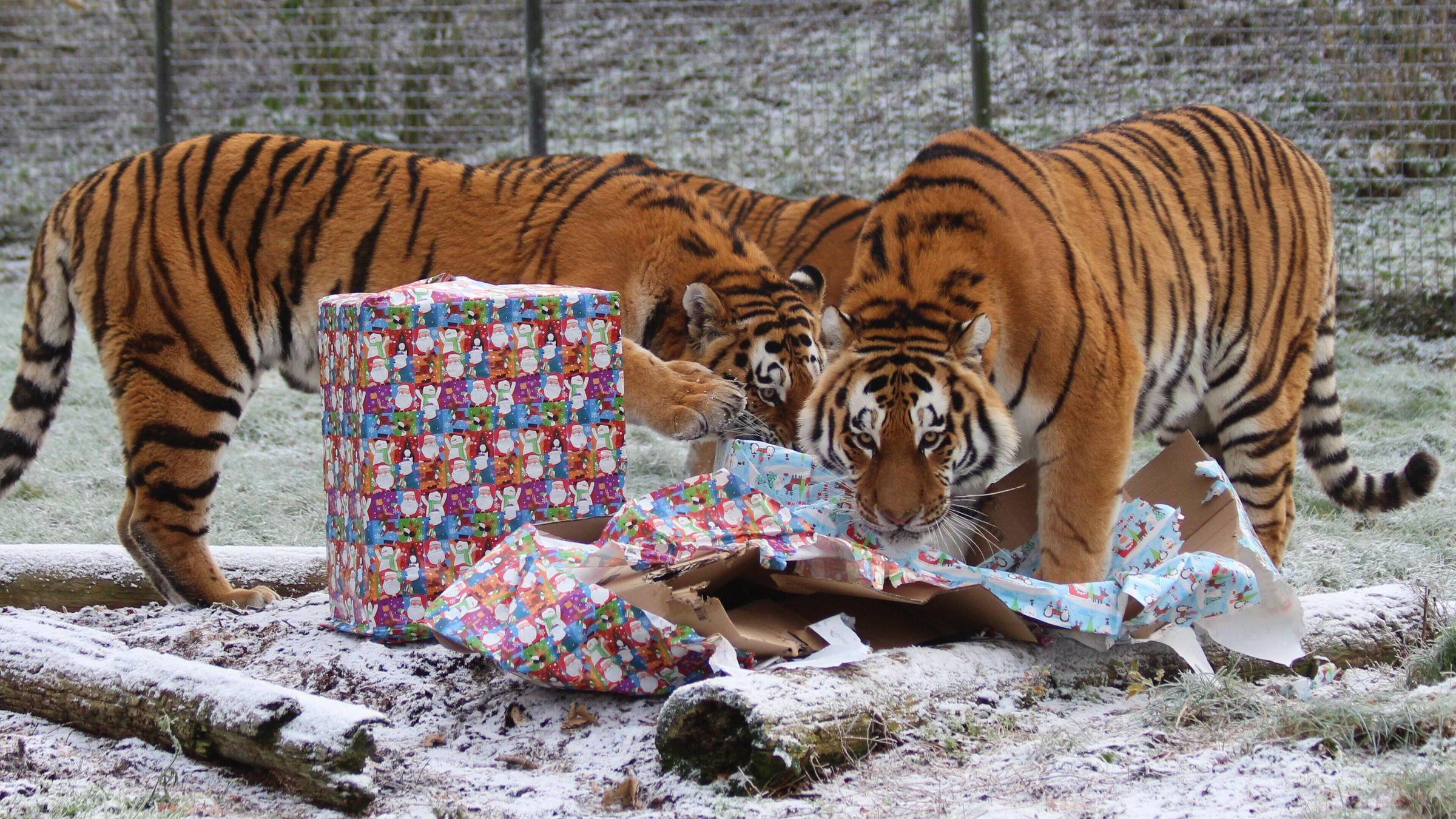 Tiger packen Weihnachtsgeschenke aus
