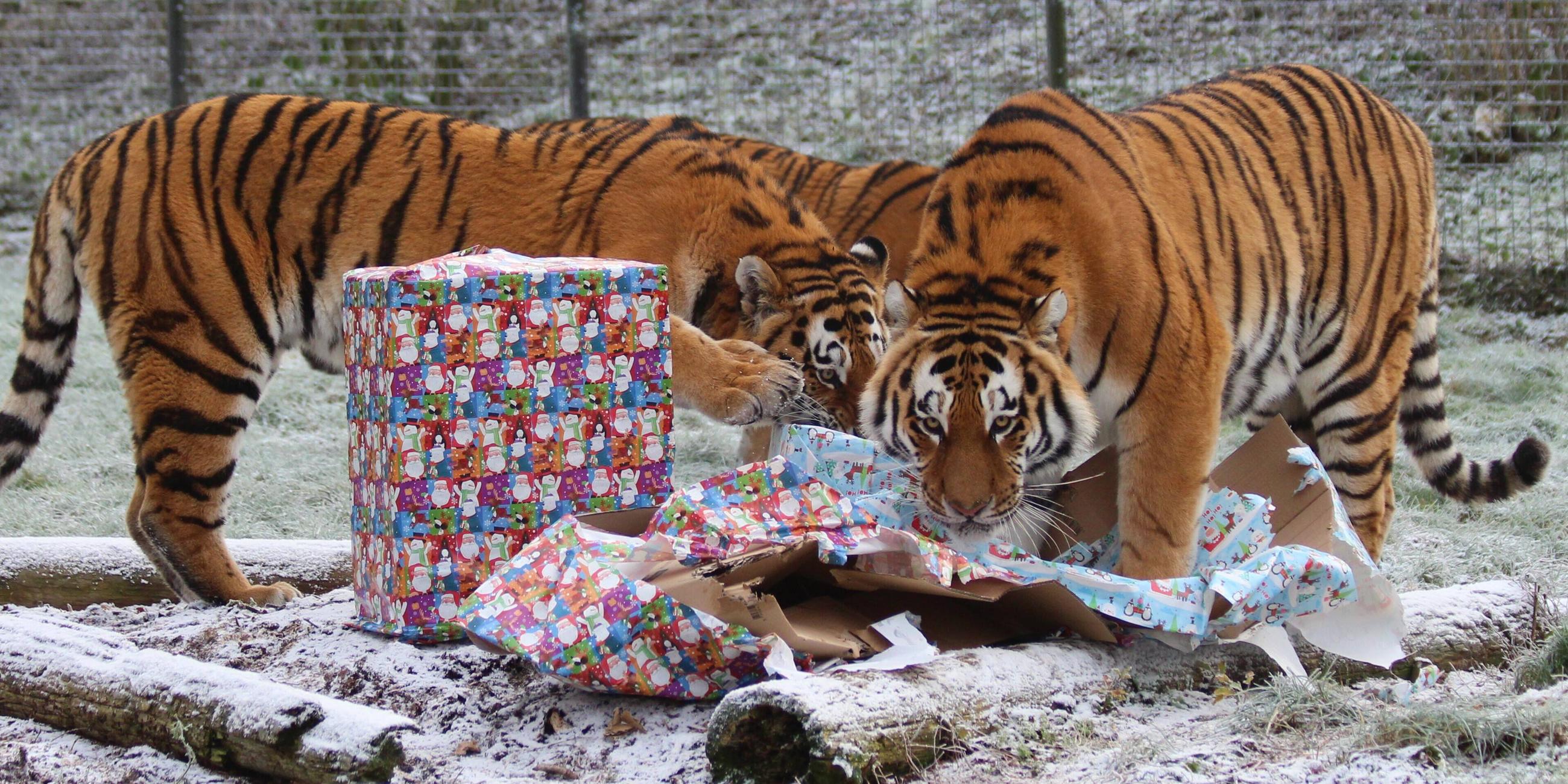 Tiger packen Weihnachtsgeschenke aus