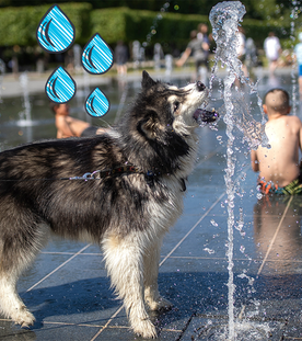 Tipps gegen Hitze