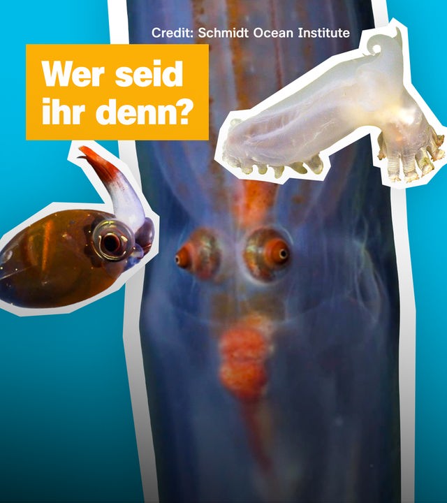 Sendungsteaser vom 6. Oktober 2026