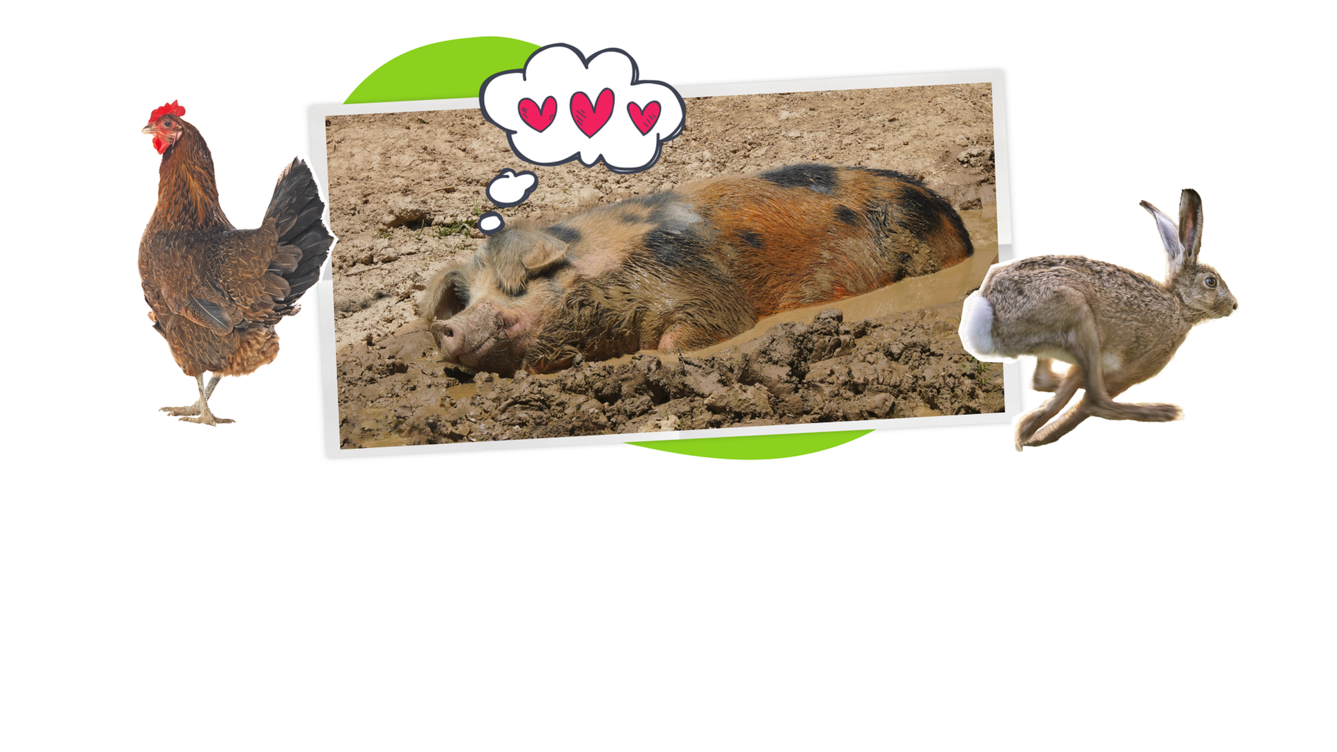 Bildmontage: Ein Schwein liegt im Matsch, darüber eine Denkblase mit Herzen.
