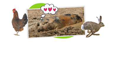 Bildmontage: Ein Schwein liegt im Matsch, darüber eine Denkblase mit Herzen.