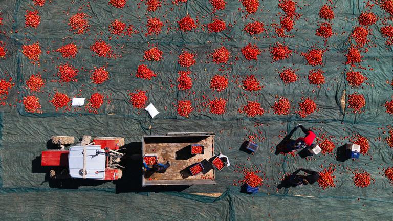 Getrocknete Tomaten werden auf dem Boden verteilt