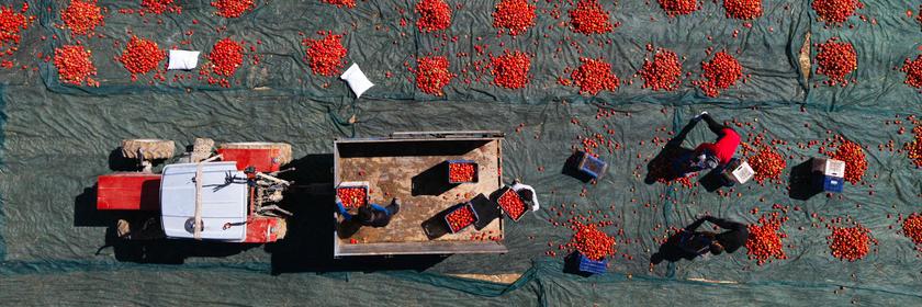 Getrocknete Tomaten werden auf dem Boden verteilt