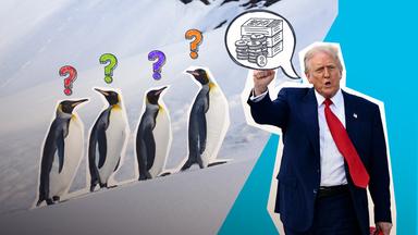 Trump will Zölle - Pinguine auf den Heard-Inseln