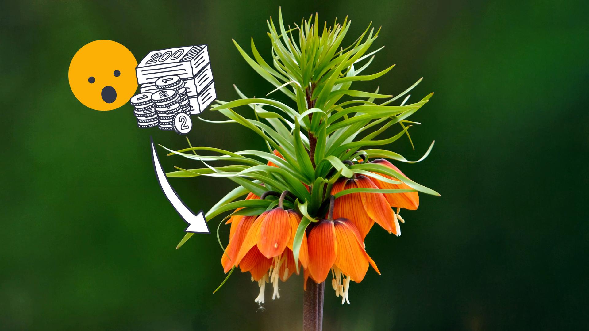 Eine Tulpe mit hängendem Kopf