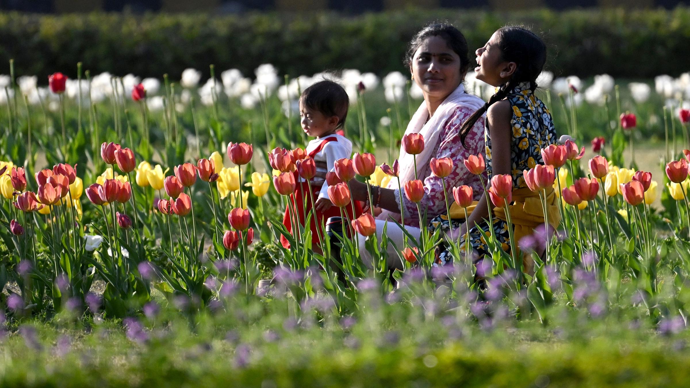 Ein Mutter sitzt mit ihren beiden Kindern in einem Tulpen Feld auf dem Tulpen Festival in Neu Delhi. 