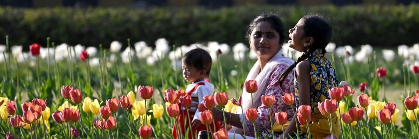 Ein Mutter sitzt mit ihren beiden Kindern in einem Tulpen Feld auf dem Tulpen Festival in Neu Delhi. 