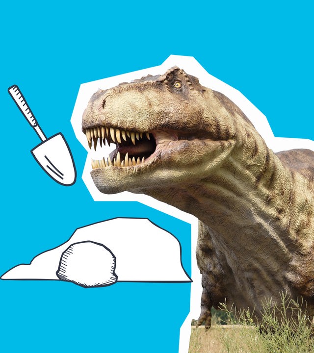 Tyrannosaurus Rex steht neben einer Schaufel und einem Stein.