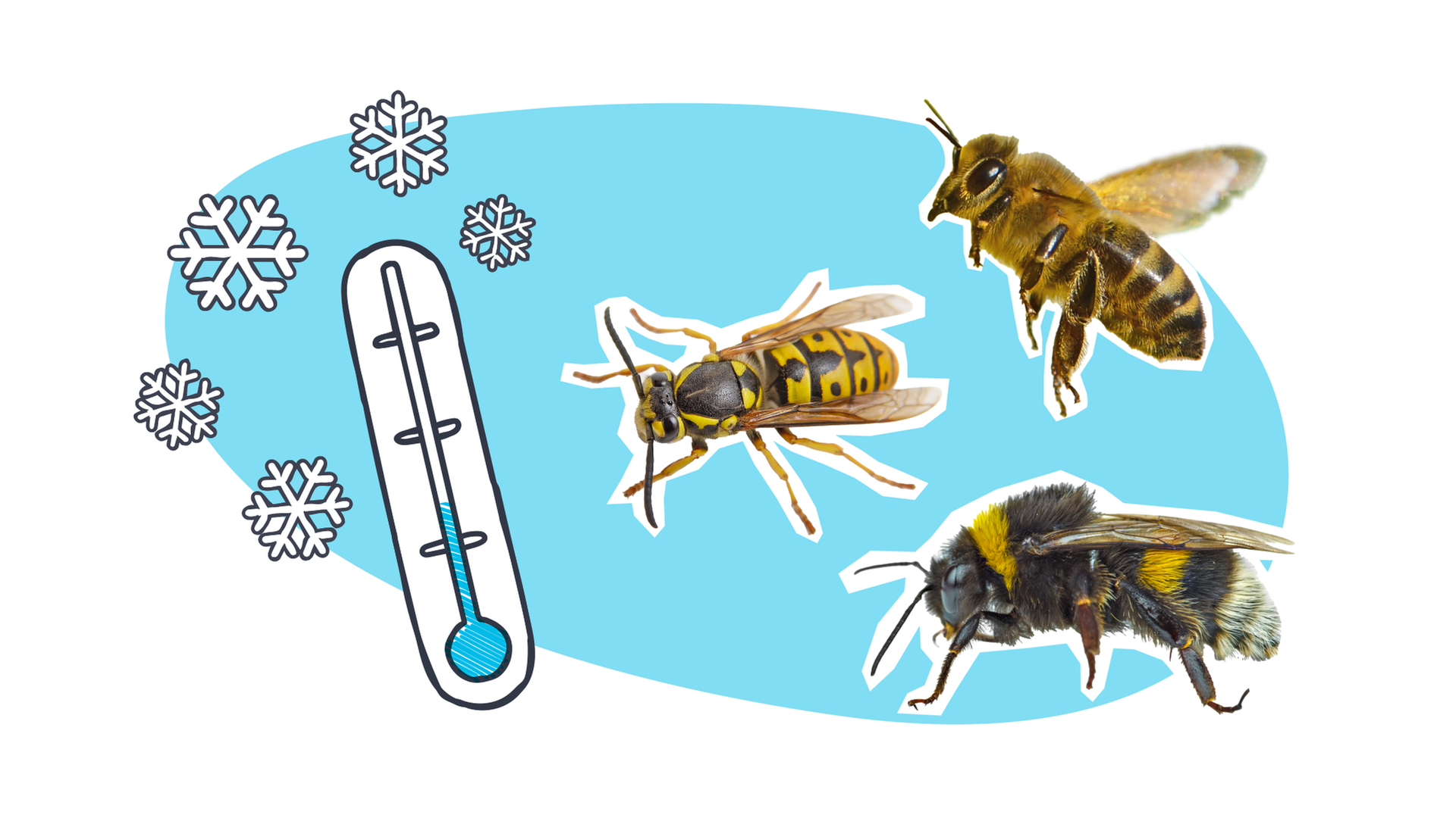 Bienen und Wespen im Winter