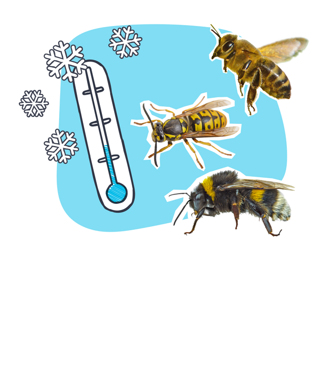 Bienen und Wespen im Winter