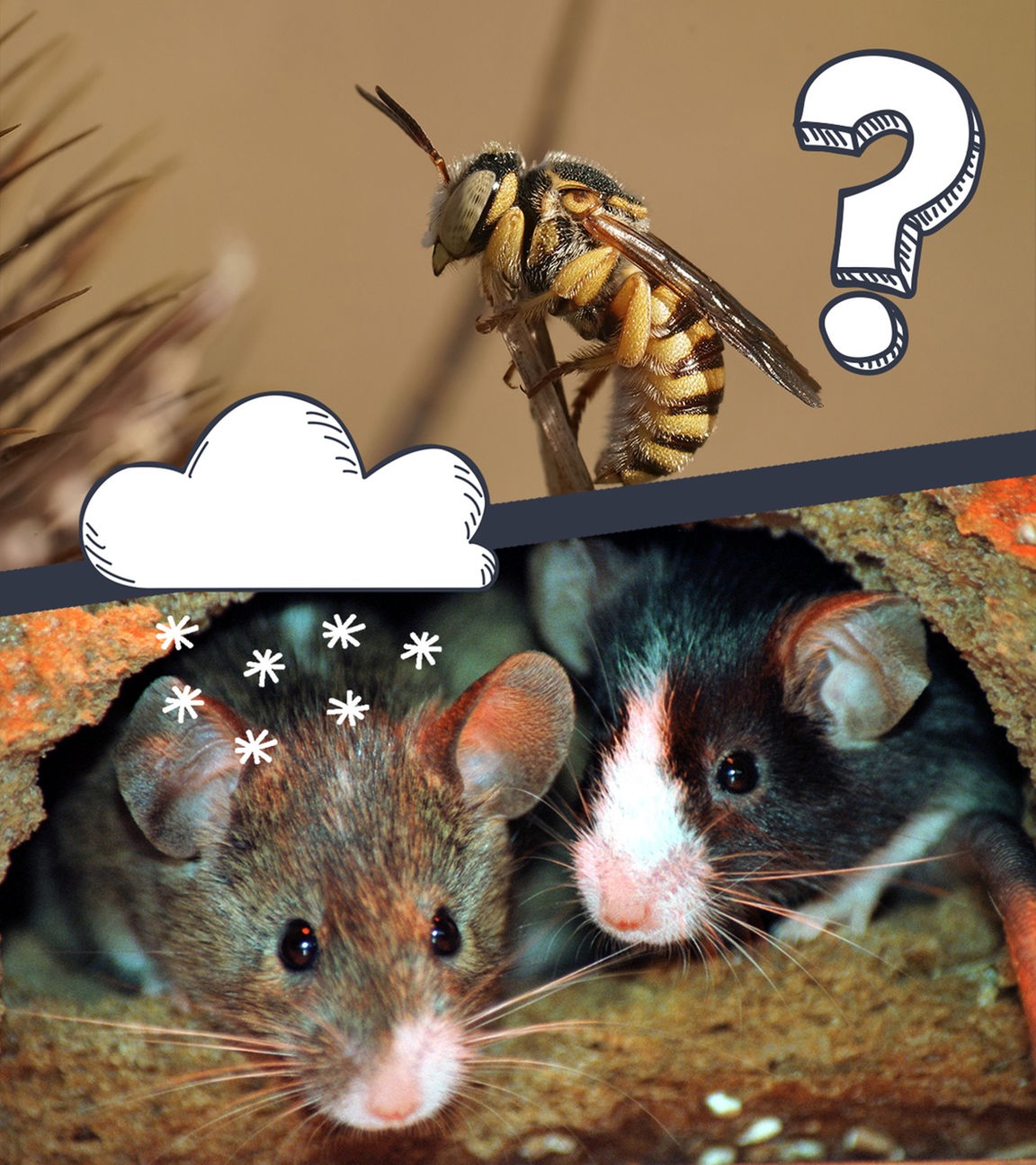 Bienen, Wespen und Mäuse überwintern