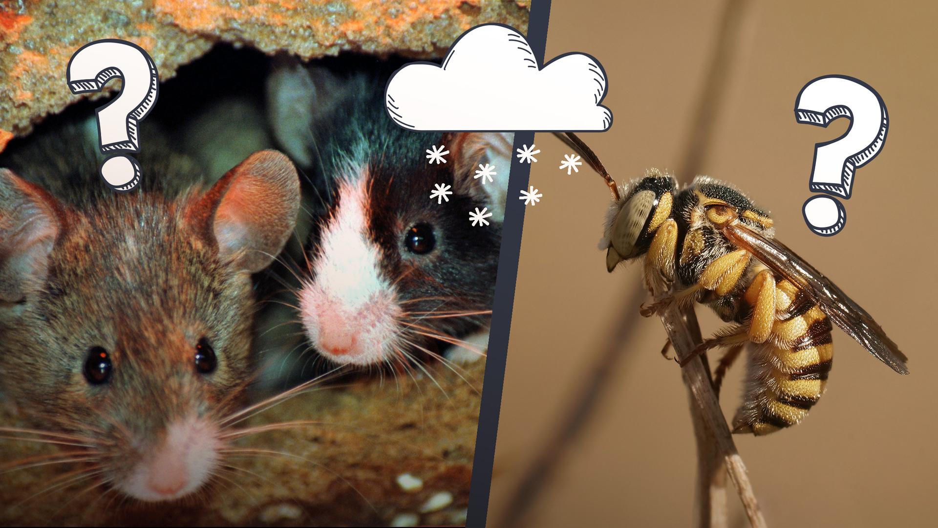 Bienen, Wespen und Mäuse überwintern