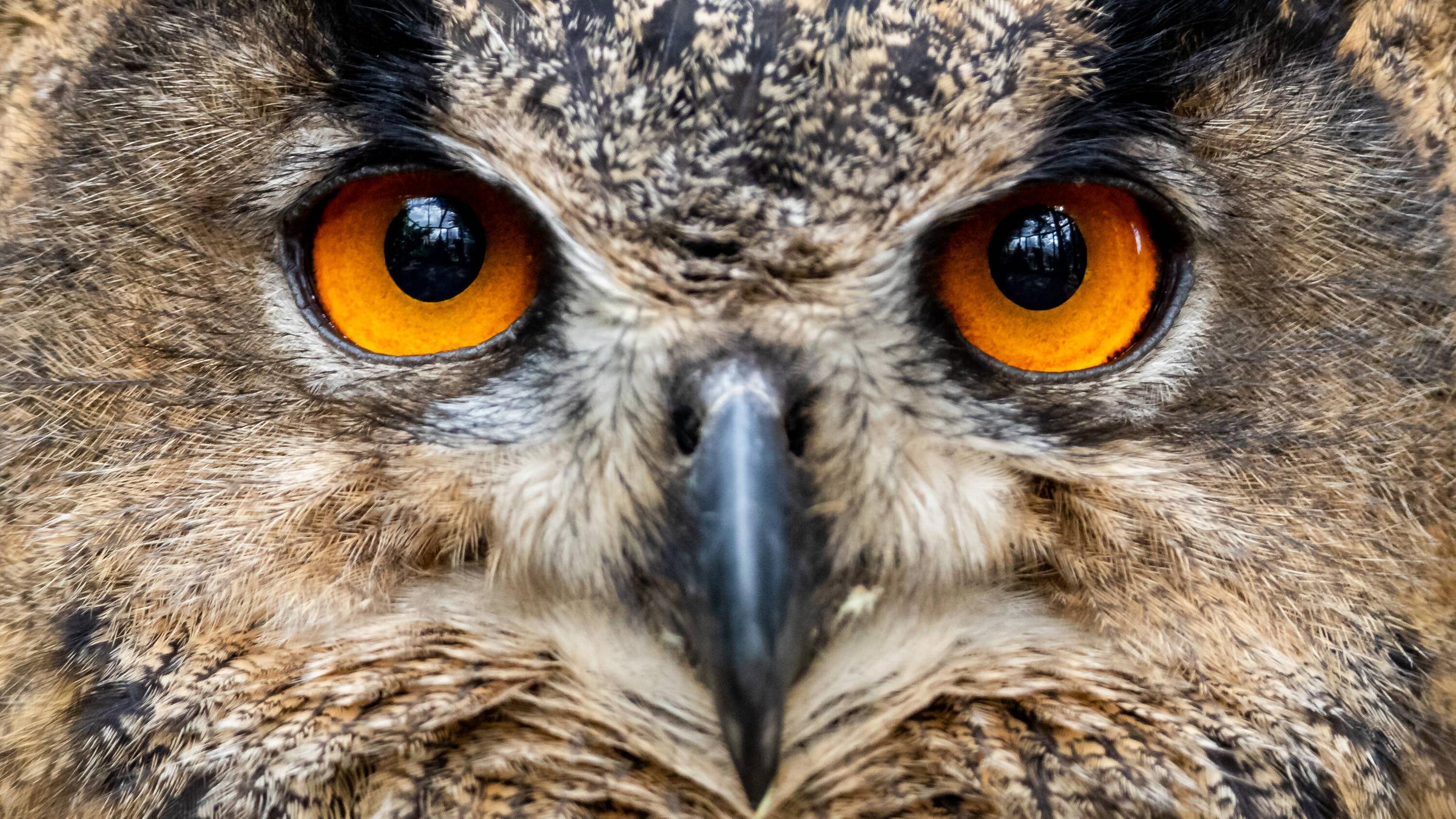 Ein Uhu bei Nacht, der auf einem Ast sitzt.