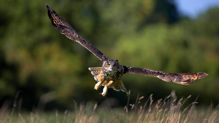 Ein fliegender Uhu.