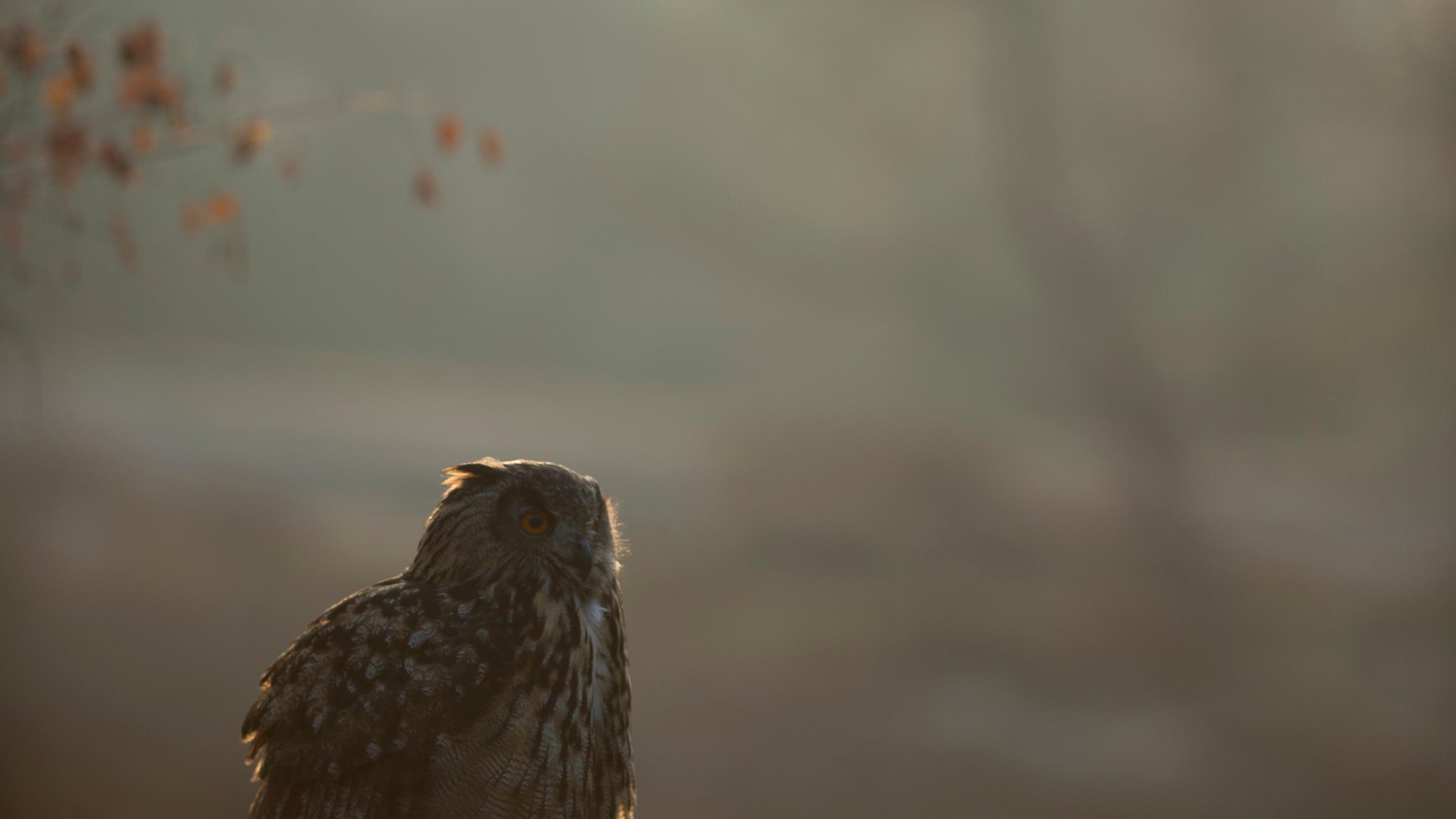 Ein einzelner Uhu.