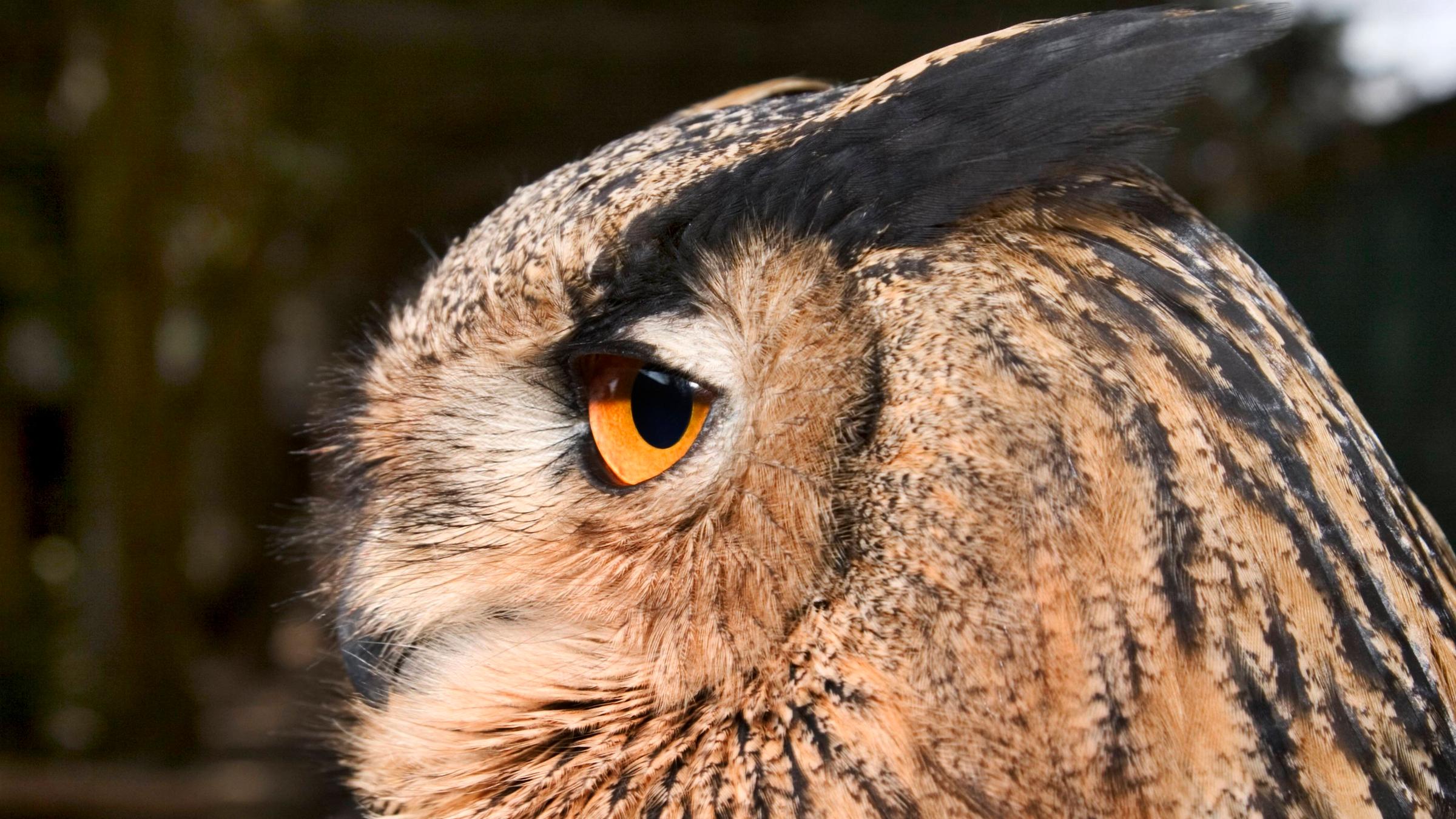 Nahaufnahme eines Uhus.