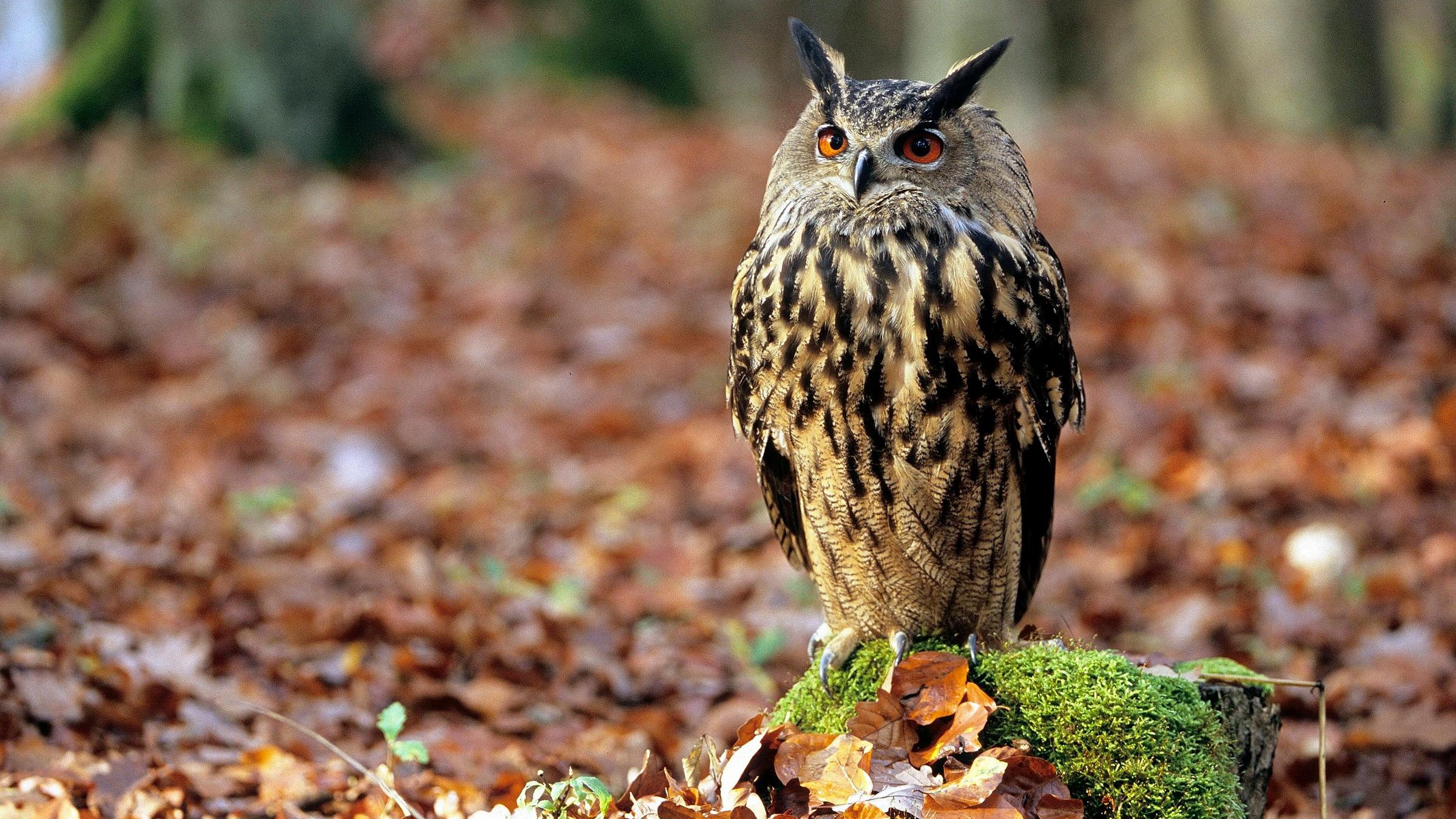 Eine Großaufnahme eiens Uhus.