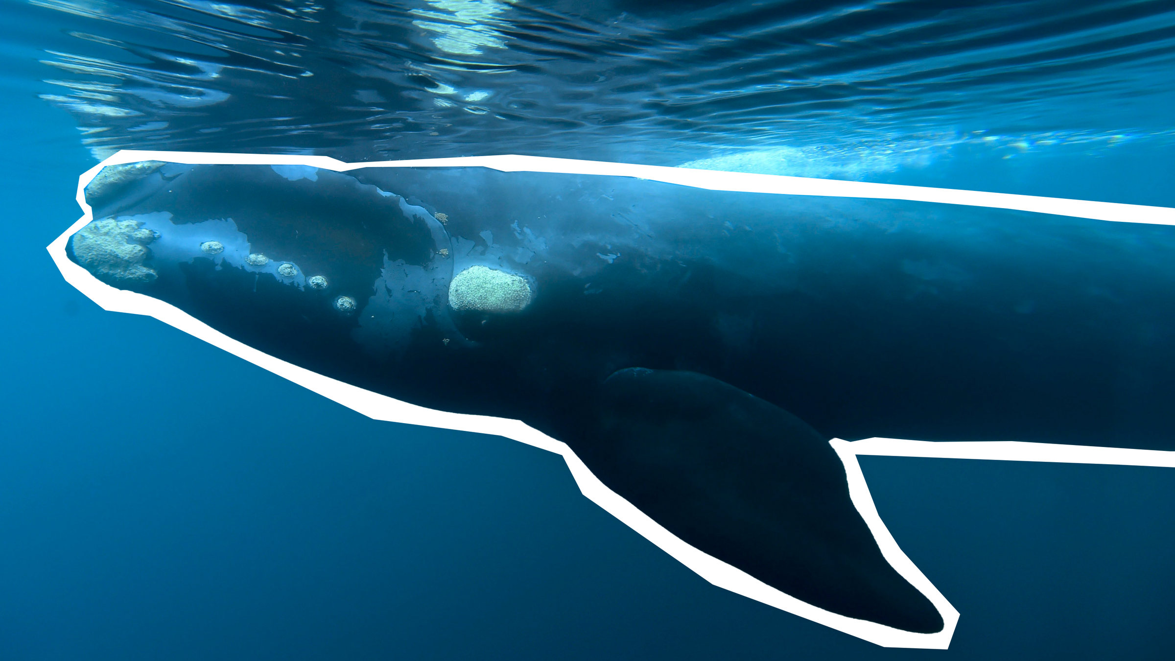 Im Meer gleitet ein Wal unter Wasser.
