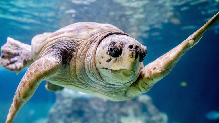Die Unechte Karettschildkröte ·Poldi· schwimmt durch ein Wasserbecken im Aquarium Wilhelmshaven