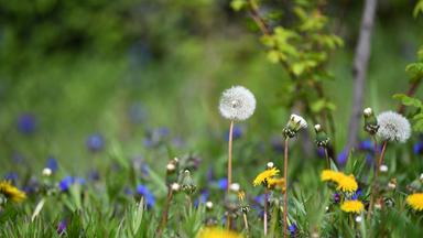 Auf einer Wiese blühen grünes Unkraut und Blumen. In der Mitte steht ein weißer Löwenzahn, der nur noch aus seinen Samen besteht.