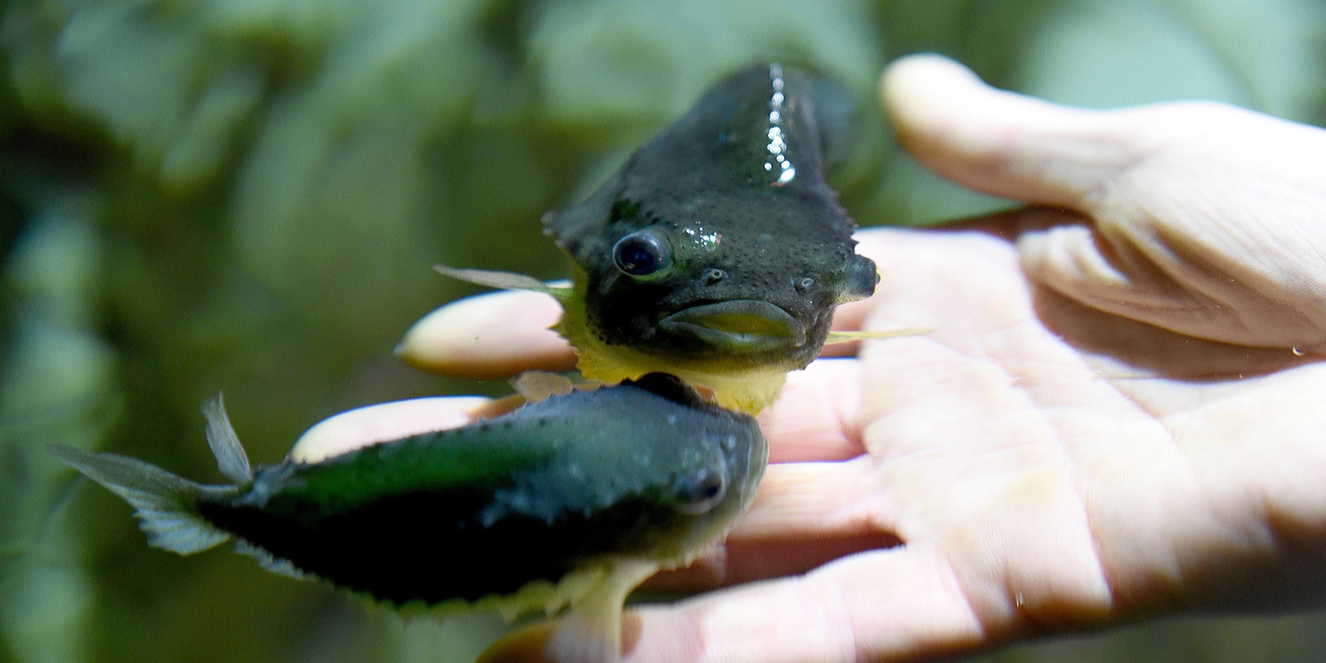 "Unsere geheimen Vorfahren (1) Der Fisch in uns": Zwei Seehasen schwimmen in einem Aquarium.