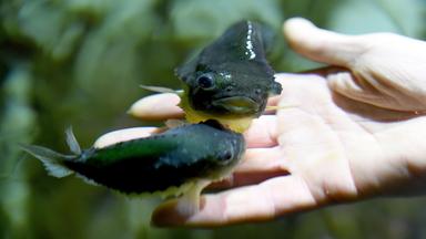 "Unsere geheimen Vorfahren (1) Der Fisch in uns": Zwei Seehasen schwimmen in einem Aquarium.