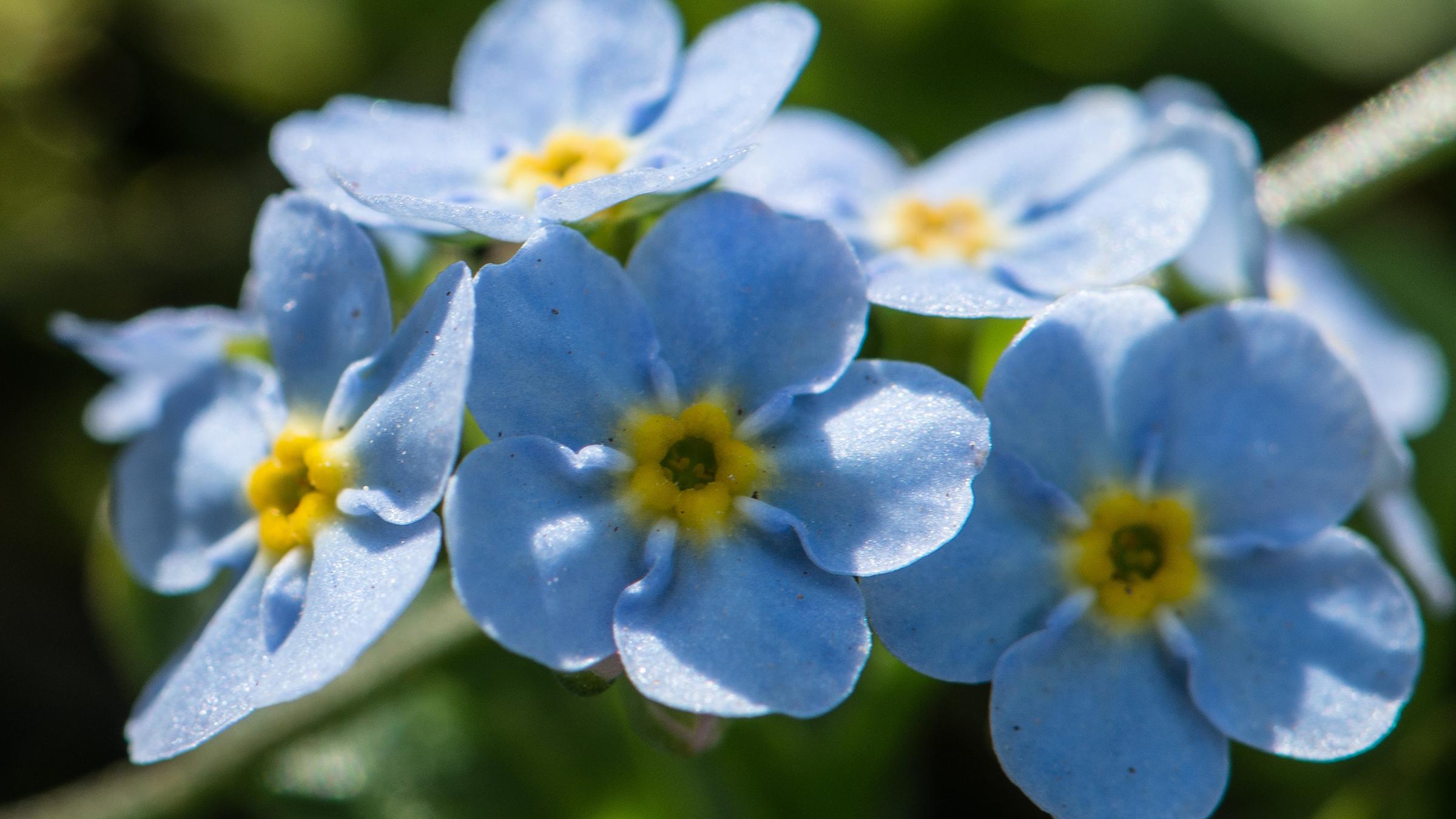 Die Bodensee-Vergissmeinnicht-Pflanze ist vom Aussterben bedroht.