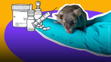 Eine weiße Maus sitzt auf einer Hand mit Handschuh