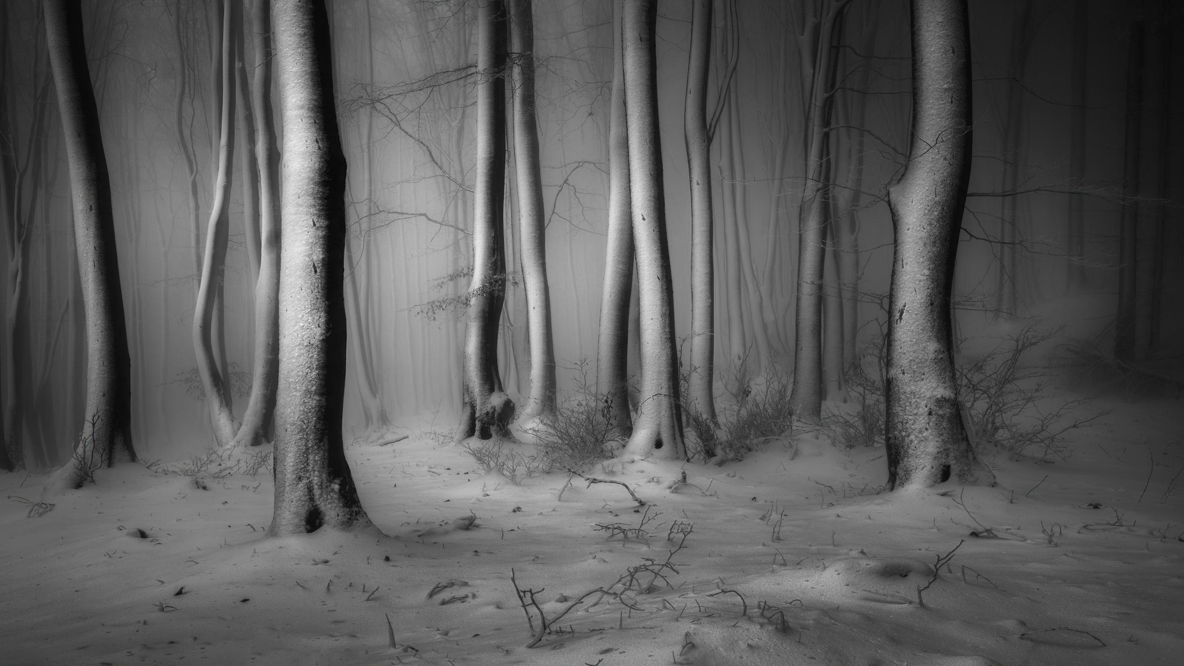 Karger, schneebedeckter Wald auf dem Balkan