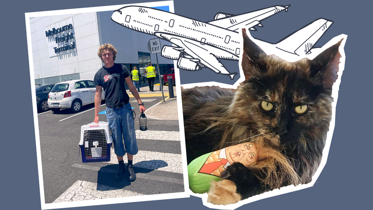 Katze Mittens mit Trump-Spielzeug, Flugzeug und in einem Transportkäfig.